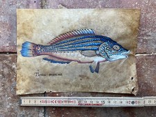 Gouache vélin poisson d'occasion  Maurens