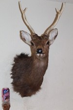 Sika deer head for sale  Brandon