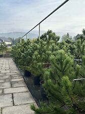 Pinus mugo rostrata gebraucht kaufen  Winterberg