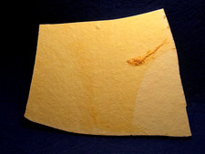 Pesce fossile leptolepis usato  Napoli