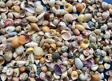 Kleine muscheln schnecken gebraucht kaufen  Triefenstein