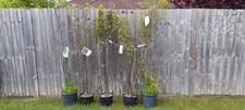 Phyllostachis nigra bamboo for sale  SOUTHAMPTON