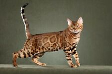 Bengal cat 8x10 for sale  Eau Claire