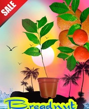 Breadnut foot tall for sale  West Palm Beach