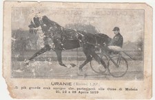 Uranie cavallo corse usato  Isola Vicentina