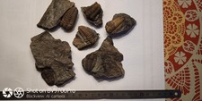 Trilobite massif armoricain d'occasion  Guichen