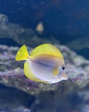 Yurple tang hybrid for sale  Marysville