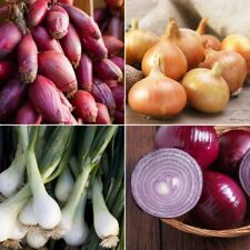 Onion seeds huge for sale  SALISBURY