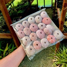 Lot sea urchin for sale  Vacaville