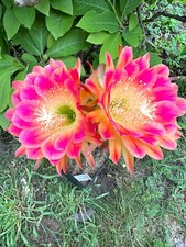 Ibrido trichocereus ka2019.202 usato  Spedire a Italy