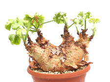 Cyphostemma uter var. for sale  Shipping to United Kingdom