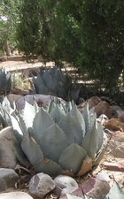 Agave parryi var for sale  Las Cruces