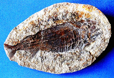 Australosomus poisson fossile d'occasion  La Roche-sur-Yon