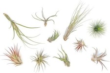Small tillandsia air for sale  Saint Augustine