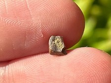 Hadrosaur dinosaur tooth for sale  Coppell
