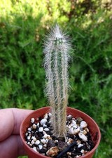 Wilcoxia nerispina cactus d'occasion  Servian