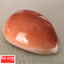 Ultra cypraea aurantium for sale  Pearland