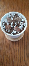 4pcs lithops living for sale  STOCKPORT