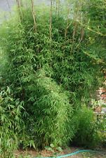 Semi fargesia south usato Semi fargesia south usato  San Biagio di Callalta