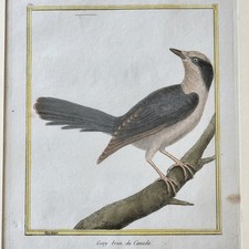 Martinet gravure oiseau d'occasion  Grasse