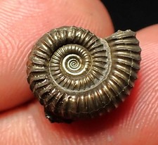 Crucilobiceras pyrite ammonite for sale  BRISTOL