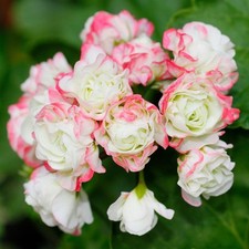 Geranium apple blossom for sale  UK