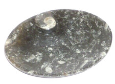 Fossilien stein schale gebraucht kaufen  Langweiler