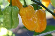 Semi habanero yellow usato  Roma