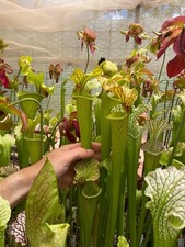 Piante carnivore sarracenia usato  Bronte