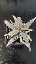 Aloe tct hybrid d'occasion  Perpignan-