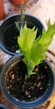 Thanksgiving christmas cactus for sale  North Las Vegas
