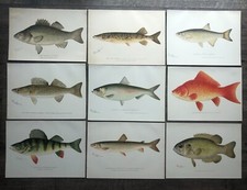 9 estampas de peixes antigas originais: Pike Walleye Perch Bass Alewife Denton 1896-1907, usado comprar usado  Enviando para Brazil