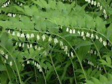 Polygonatum true organicly for sale  Harrogate