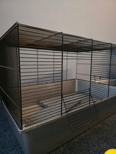 Pets home dwarf for sale  SOUTHPORT