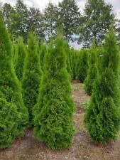 Tuja Smaragd / Szmaragd 80 cm Szkółka Rydzyny PRODUCENT na sprzedaż  PL