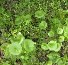 Purslane winter miner for sale  USA