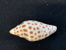 Junonia dark coloring for sale  Refugio