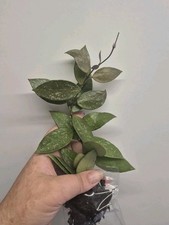 Hoya memoria well for sale  LONDON