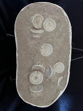 Awesome fossil set d'occasion  Expédié en Belgium