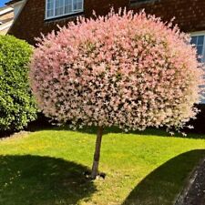Salix flamingo willow for sale  ASHTON-UNDER-LYNE