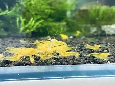 Crevette yellow king d'occasion  Bessines-sur-Gartempe