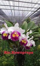 Rare cattleya rlc. for sale  HALSTEAD
