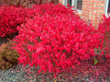 Dwarf burning bush for sale  Mcminnville
