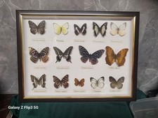 Vintage framed taxidermy for sale  TORPOINT