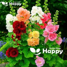 Dwarf hollyhock majorette for sale  DONCASTER