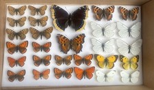 Collction british butterfly for sale  RAYLEIGH