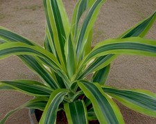 orchid house plant for sale  NOTTINGHAM