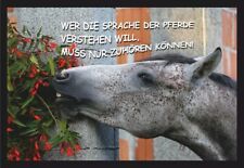 pferde verstehen gebraucht kaufen pferde verstehen gebraucht kaufen Limbach-Oberfrohna