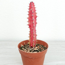 Succulent euphorbia trigona for sale  San Jose