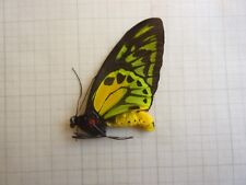 Ornithoptera croesus toeantei d'occasion  Dreux